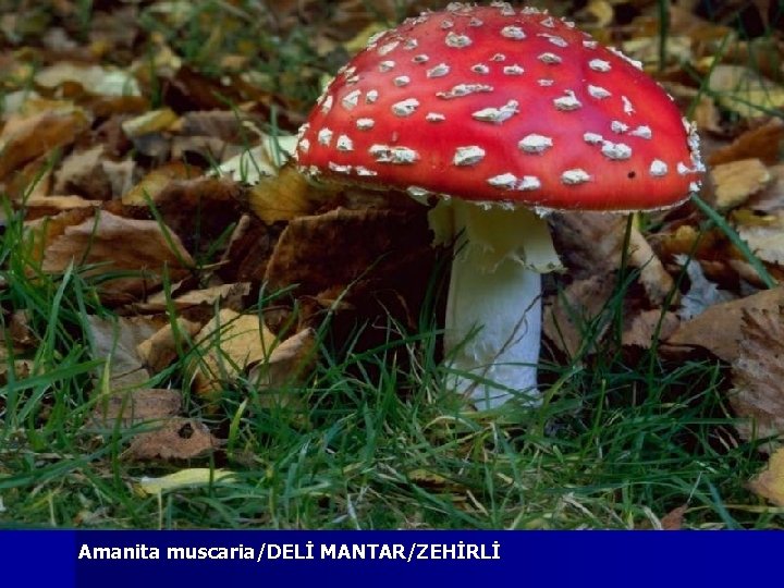 Amanita muscaria/DELİ MANTAR/ZEHİRLİ 