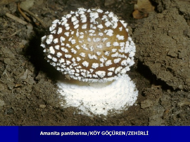 Amanita pantherina/KÖY GÖÇÜREN/ZEHİRLİ 