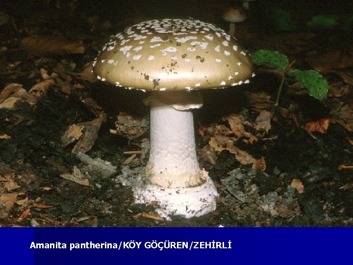 Amanita pantherina/KÖY GÖÇÜREN/ZEHİRLİ 