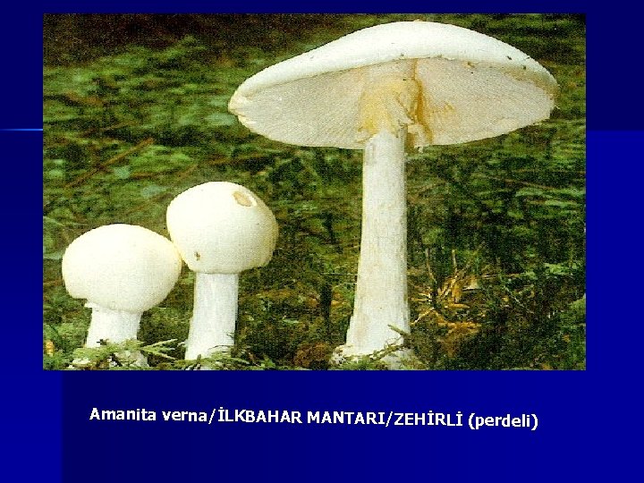 Amanita verna/İLKBAHAR MANTARI/ZEHİRLİ (perdeli) 