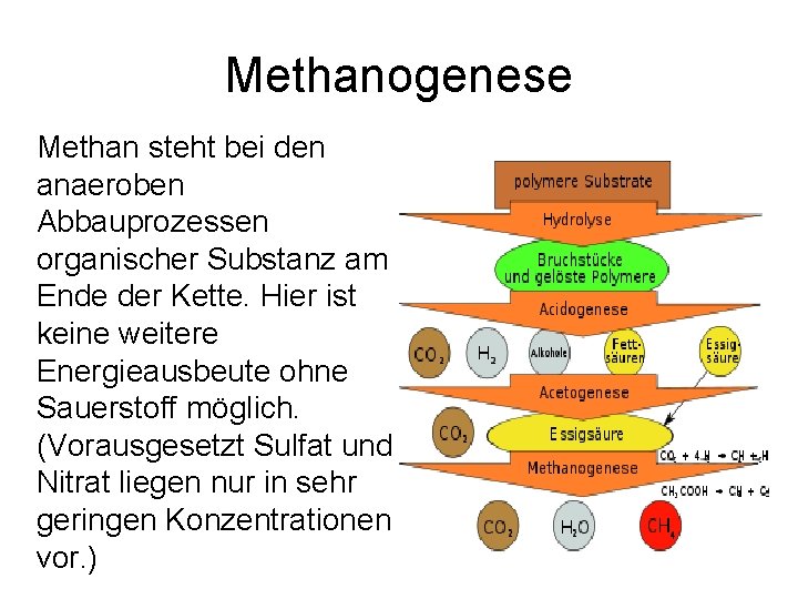 Methanogenese Methan steht bei den anaeroben Abbauprozessen organischer Substanz am Ende der Kette. Hier