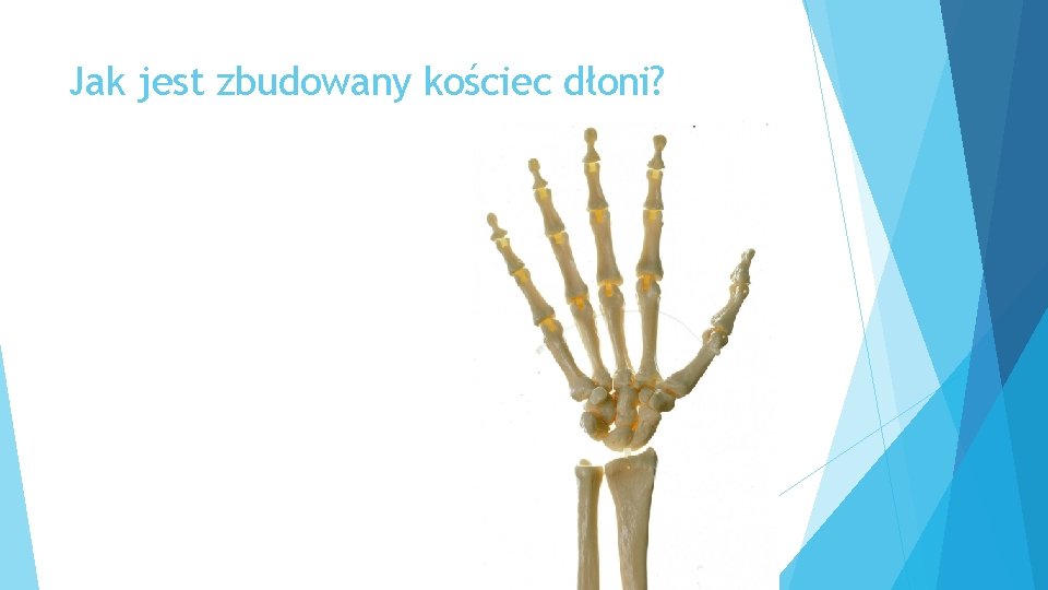 Jak jest zbudowany kościec dłoni? 