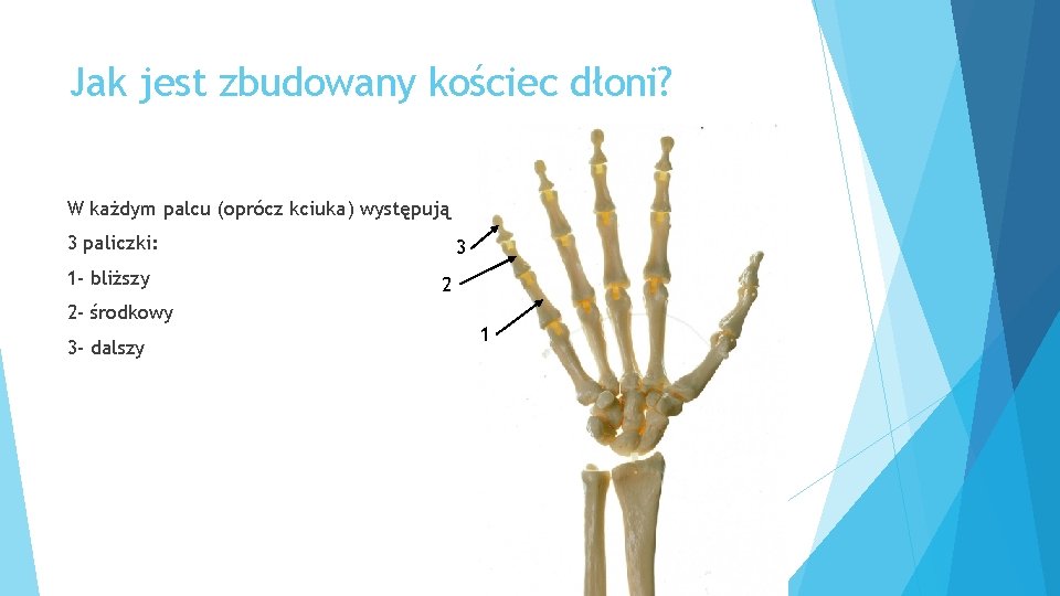 Jak jest zbudowany kościec dłoni? W każdym palcu (oprócz kciuka) występują 3 paliczki: 1