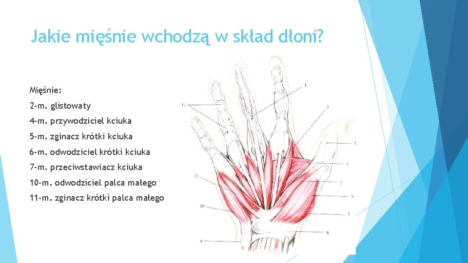 Jakie mięśnie wchodzą w skład dłoni? Mięśnie: 2 -m. glistowaty 4 -m. przywodziciel kciuka