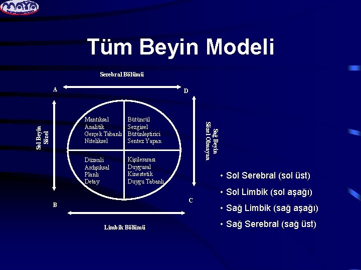 Tüm Beyin Modeli Serebral Bölümü D Mantıksal Analitik Gerçek Tabanlı Niteliksel Bütüncül Sezgisel Bütünleştirici