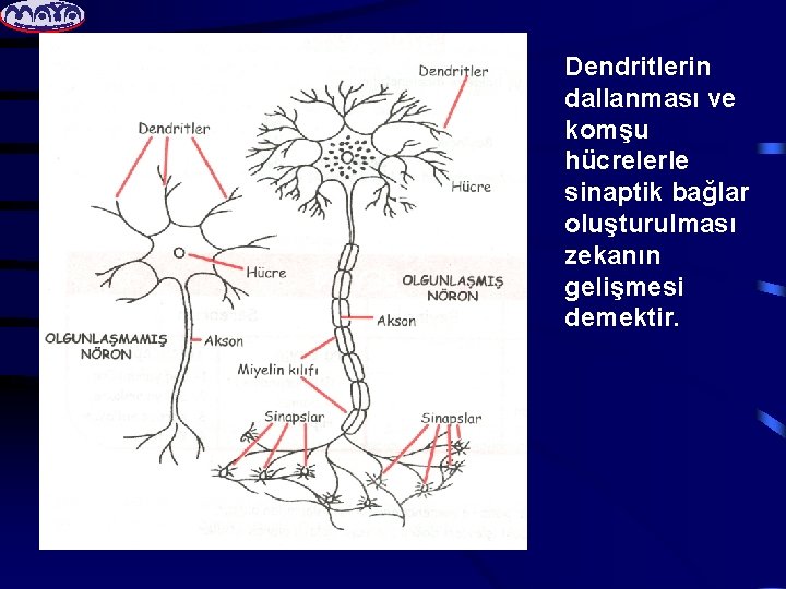 Dendritlerin dallanması ve komşu hücrelerle sinaptik bağlar oluşturulması zekanın gelişmesi demektir. 