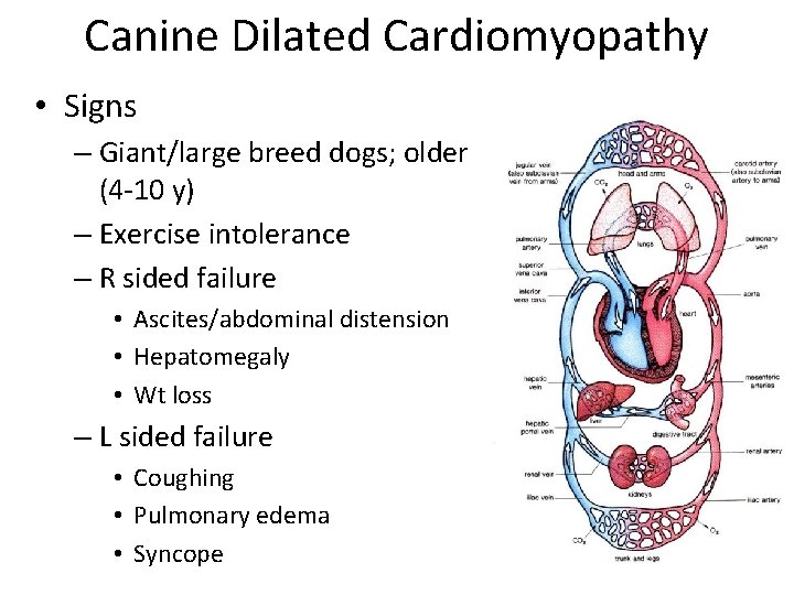 Canine Dilated Cardiomyopathy • Signs – Giant/large breed dogs; older (4 -10 y) –