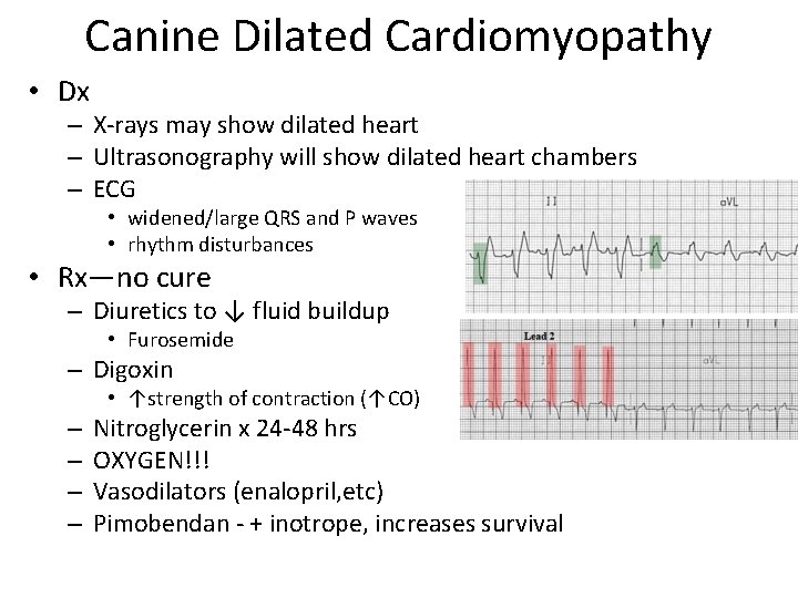 Canine Dilated Cardiomyopathy • Dx – X-rays may show dilated heart – Ultrasonography will