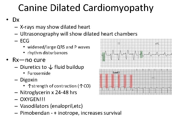 Canine Dilated Cardiomyopathy • Dx – X-rays may show dilated heart – Ultrasonography will