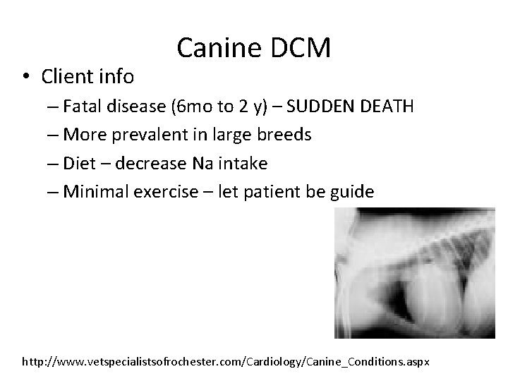  • Client info Canine DCM – Fatal disease (6 mo to 2 y)