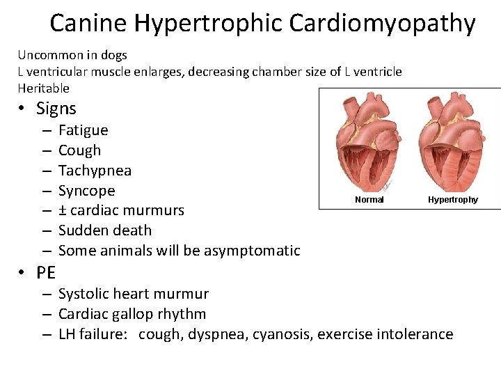 Canine Hypertrophic Cardiomyopathy Uncommon in dogs L ventricular muscle enlarges, decreasing chamber size of