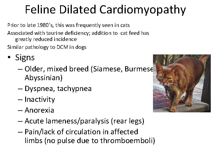 Feline Dilated Cardiomyopathy Prior to late 1980’s, this was frequently seen in cats Associated