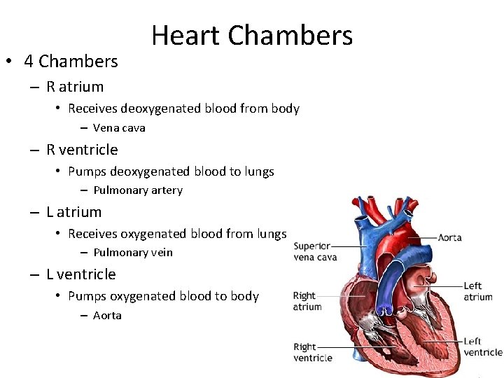  • 4 Chambers Heart Chambers – R atrium • Receives deoxygenated blood from