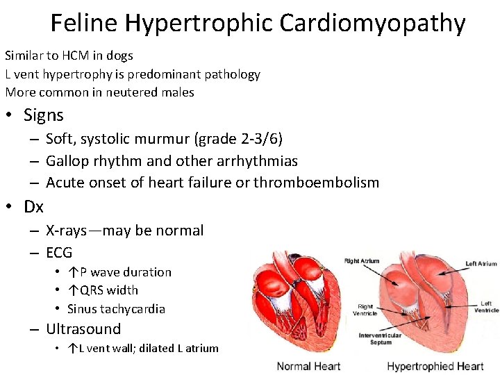 Feline Hypertrophic Cardiomyopathy Similar to HCM in dogs L vent hypertrophy is predominant pathology