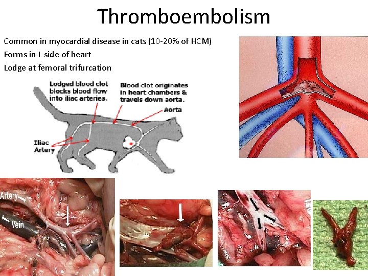 Thromboembolism Common in myocardial disease in cats (10 -20% of HCM) Forms in L