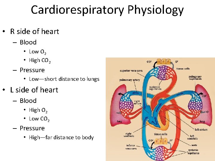 Cardiorespiratory Physiology • R side of heart – Blood • Low O 2 •