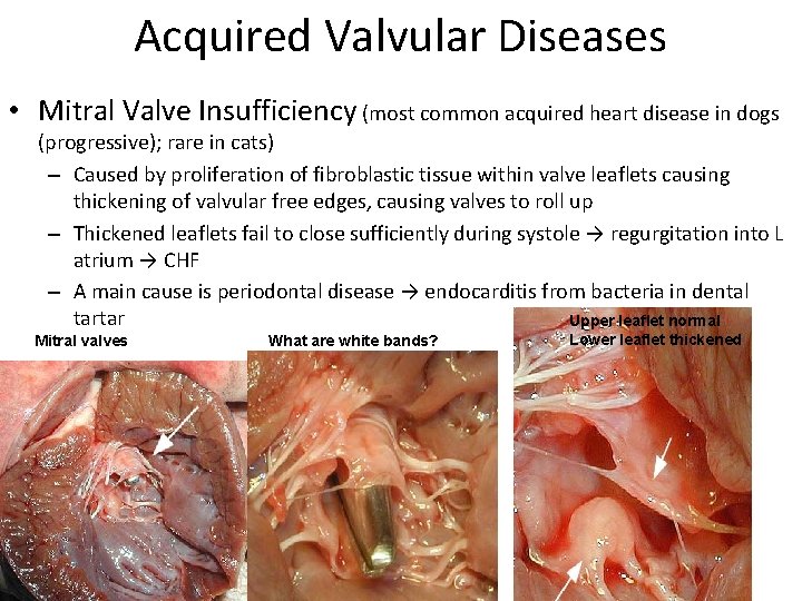 Acquired Valvular Diseases • Mitral Valve Insufficiency (most common acquired heart disease in dogs