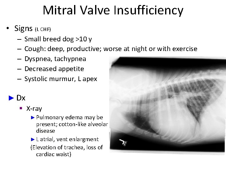 Mitral Valve Insufficiency • Signs (L CHF) – – – Small breed dog >10