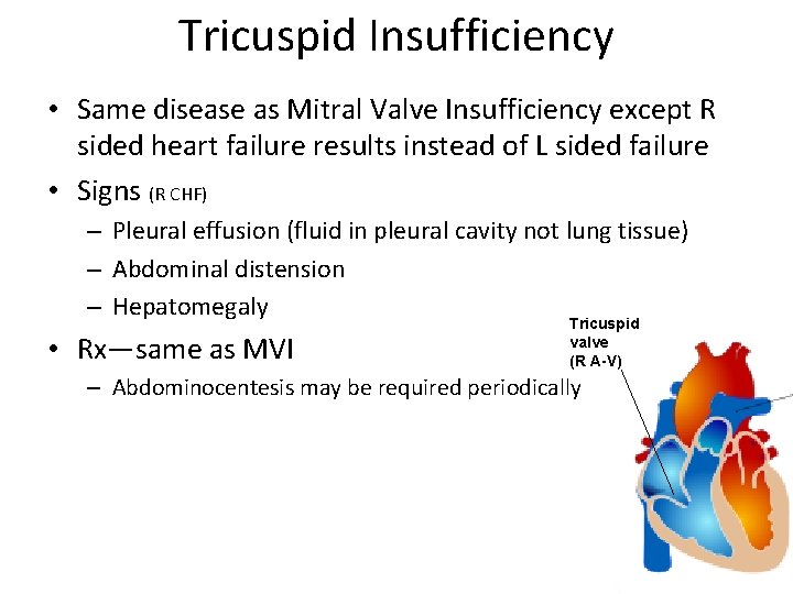 Tricuspid Insufficiency • Same disease as Mitral Valve Insufficiency except R sided heart failure