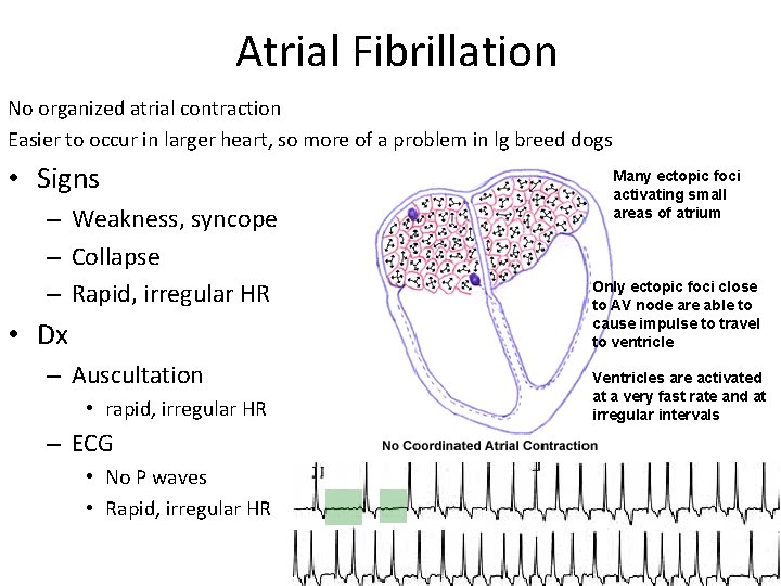 Atrial Fibrillation No organized atrial contraction Easier to occur in larger heart, so more