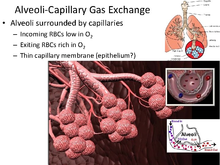 Alveoli-Capillary Gas Exchange • Alveoli surrounded by capillaries – Incoming RBCs low in O