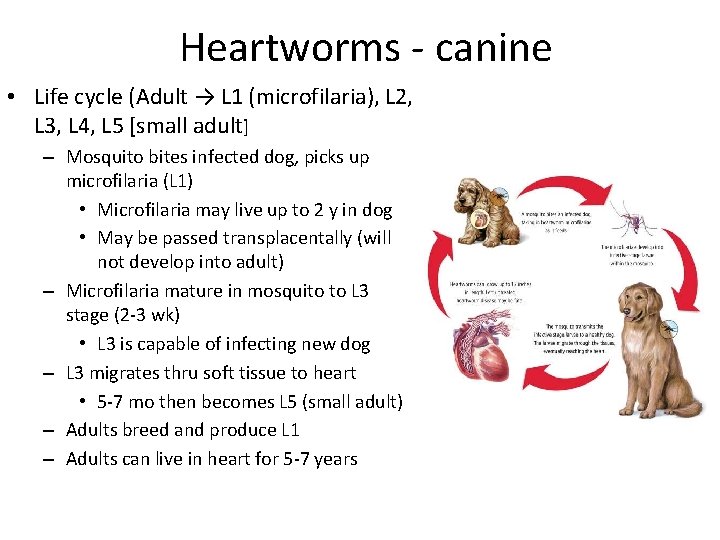 Heartworms - canine • Life cycle (Adult → L 1 (microfilaria), L 2, L