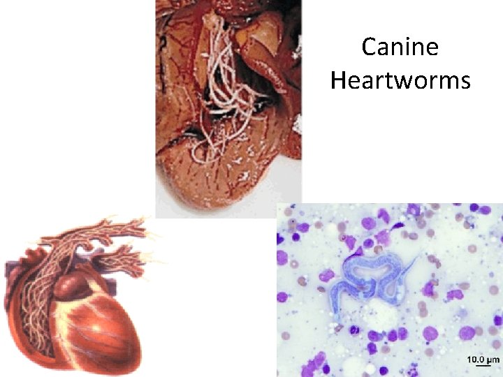 Canine Heartworms 