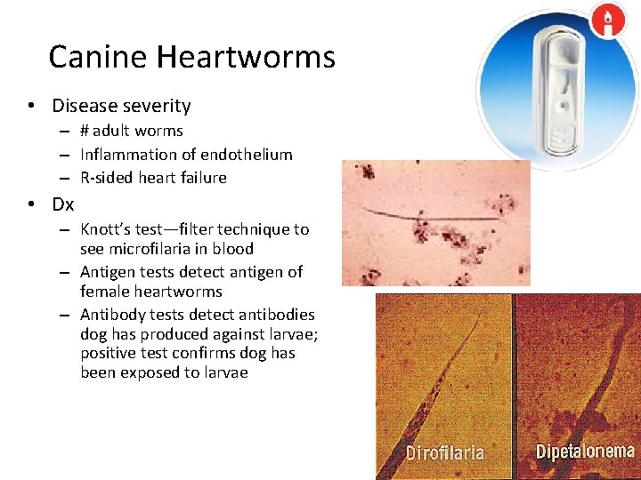 Canine Heartworms • Disease severity – # adult worms – Inflammation of endothelium –
