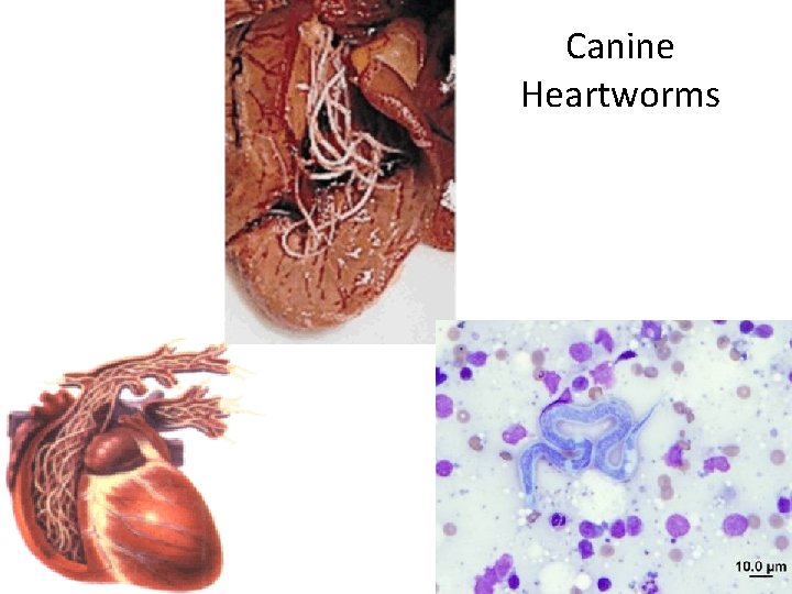 Canine Heartworms 