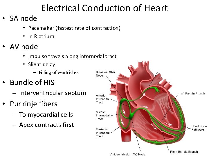  • SA node Electrical Conduction of Heart • Pacemaker (fastest rate of contraction)