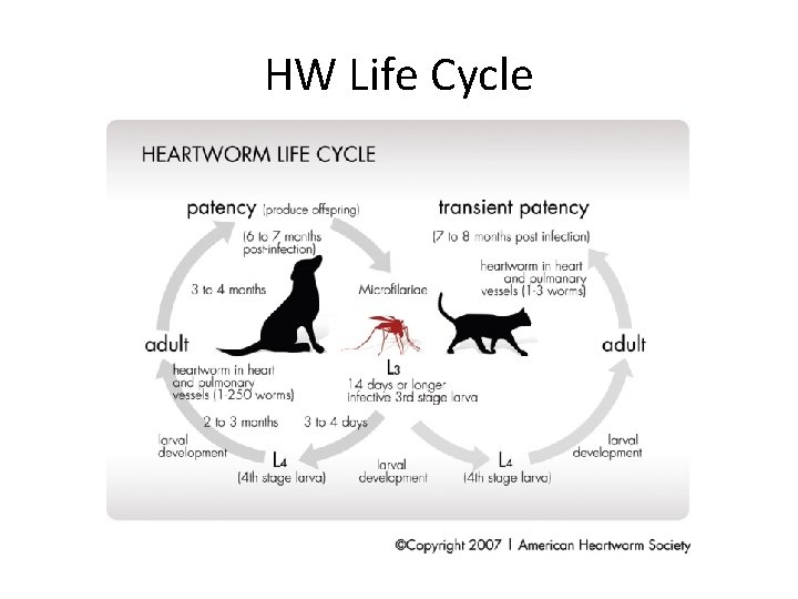 HW Life Cycle 
