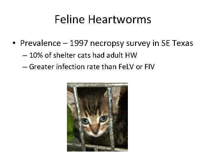 Feline Heartworms • Prevalence – 1997 necropsy survey in SE Texas – 10% of