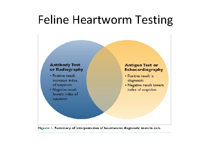 Feline Heartworm Testing 