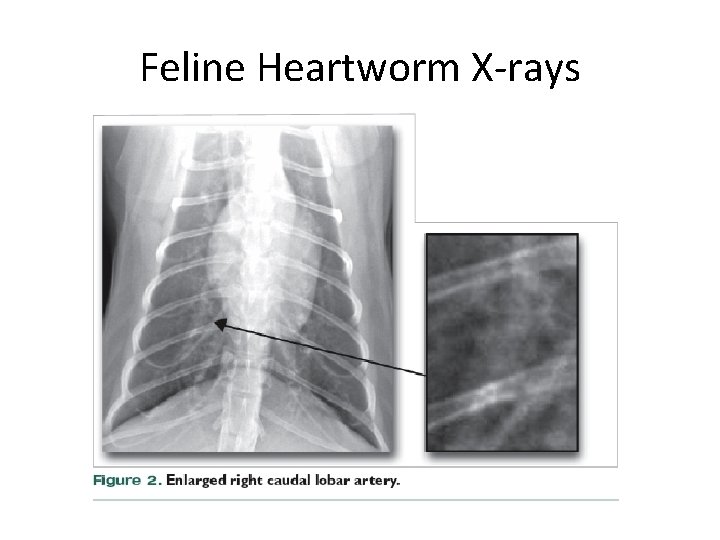 Feline Heartworm X-rays 