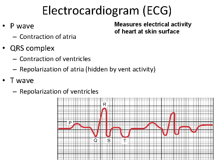 Electrocardiogram (ECG) • P wave – Contraction of atria Measures electrical activity of heart