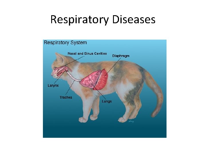 Respiratory Diseases 