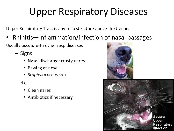 Upper Respiratory Diseases Upper Respiratory Tract is any resp structure above the trachea •