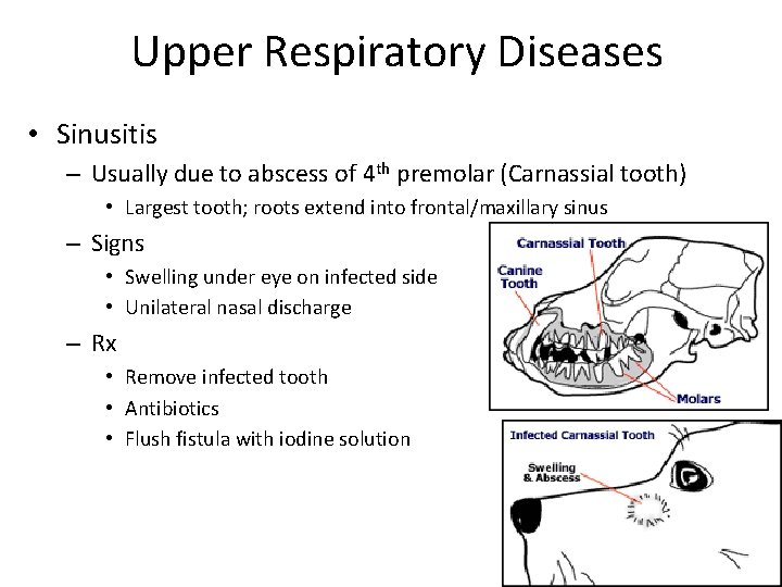 Upper Respiratory Diseases • Sinusitis – Usually due to abscess of 4 th premolar