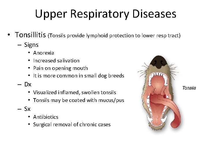 Upper Respiratory Diseases • Tonsillitis (Tonsils provide lymphoid protection to lower resp tract) –