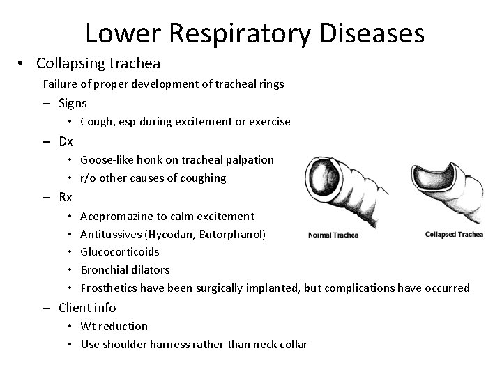 Lower Respiratory Diseases • Collapsing trachea Failure of proper development of tracheal rings –