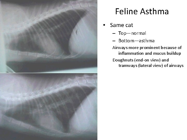 Feline Asthma • Same cat – Top—normal – Bottom—asthma Airways more prominent because of