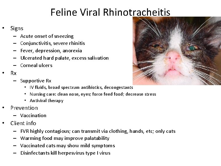 Feline Viral Rhinotracheitis • Signs – – – Acute onset of sneezing Conjunctivitis, severe