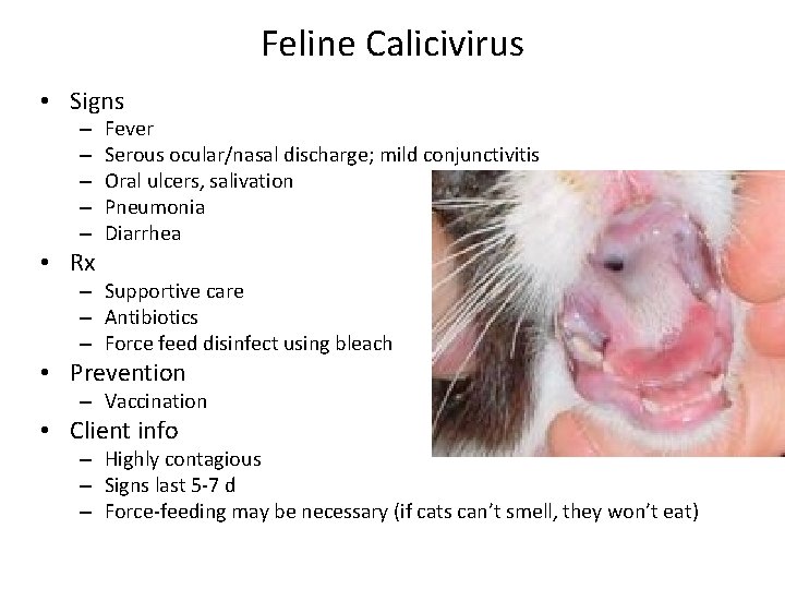 Feline Calicivirus • Signs – – – • Rx Fever Serous ocular/nasal discharge; mild