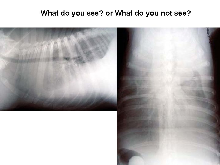 What do you see? or What do you not see? 