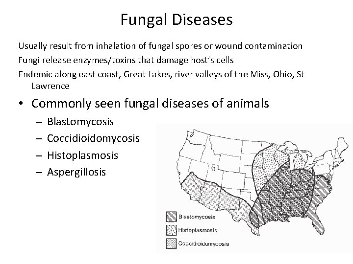 Fungal Diseases Usually result from inhalation of fungal spores or wound contamination Fungi release