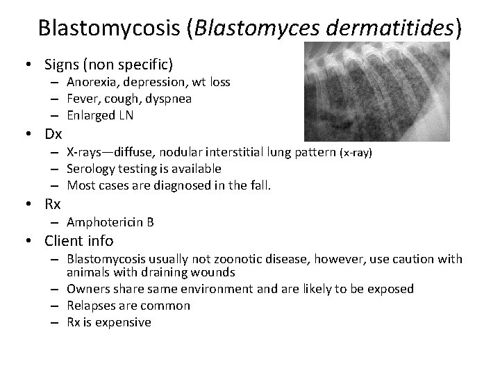 Blastomycosis (Blastomyces dermatitides) • Signs (non specific) – Anorexia, depression, wt loss – Fever,