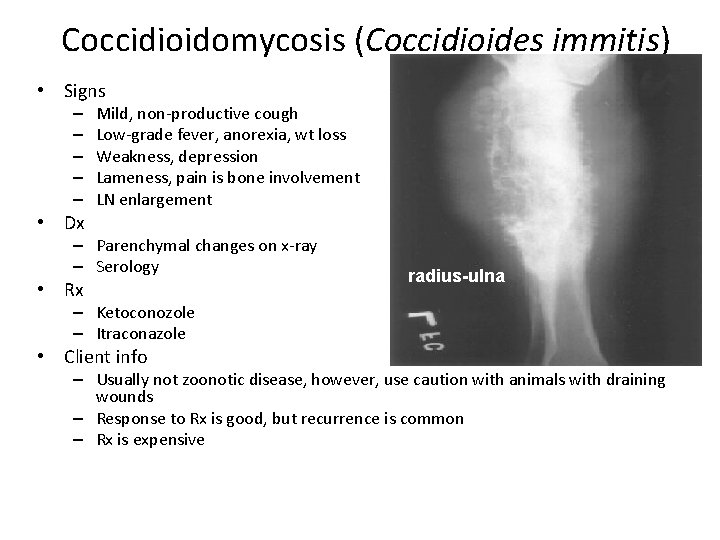 Coccidioidomycosis (Coccidioides immitis) • Signs – – – • Dx Mild, non-productive cough Low-grade