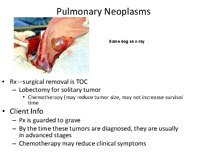 Pulmonary Neoplasms Same dog as x-ray • Rx—surgical removal is TOC – Lobectomy for