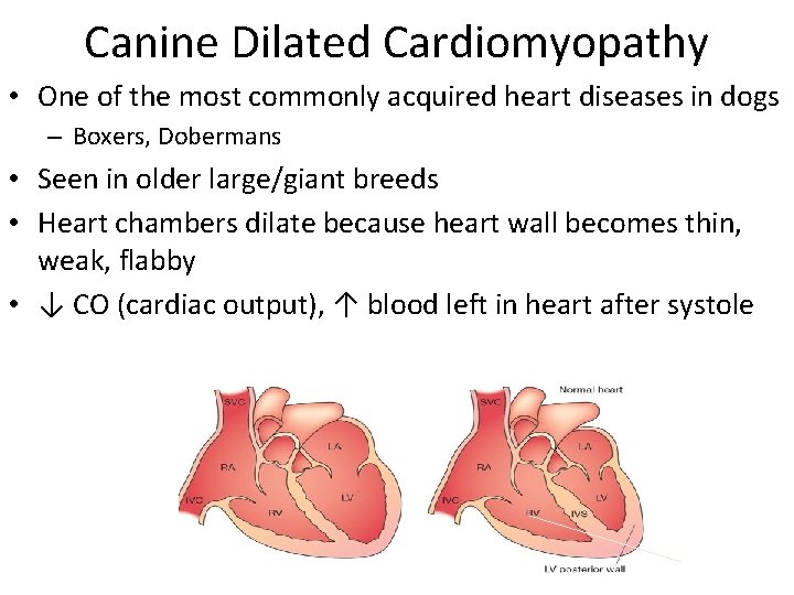 Canine Dilated Cardiomyopathy • One of the most commonly acquired heart diseases in dogs