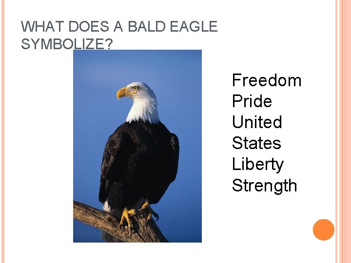 WHAT DOES A BALD EAGLE SYMBOLIZE? Freedom Pride United States Liberty Strength  WHAT DOES A BALD EAGLE SYMBOLIZE? Freedom Pride United States Liberty Strength